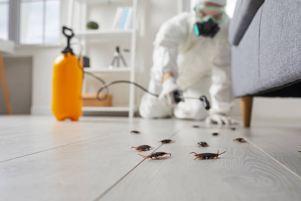Commercial Rodent Management in Harrisonville